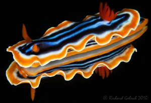 Chromodoris Magnifica by Richard Goluch 